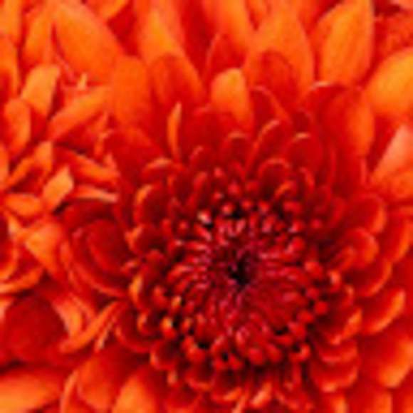 Meet your Posher, Dawn - Picture 1 of 1